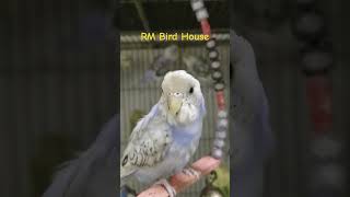 Cute budgies viralvideo birds rmbirdhouse parrot fypyoutube [upl. by Letrice]