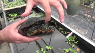 Red Eared Sliders What You Need to Know [upl. by Lhamaj73]