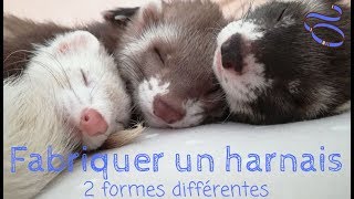 Fabriquer un harnais pour furet  Les Furets Malins [upl. by Farlie759]