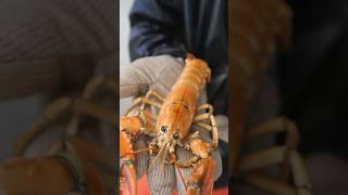 Catching a 1 in 30000000 golden lobster for my aquarium lobster interesting education learn [upl. by Aivad]