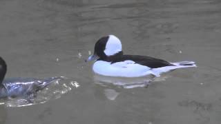 Bufflehead Diving Duck Bronx Zoo by dhamstermd [upl. by Cul]