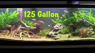 125 Gallon Freshwater Planted Aquarium Packed With Fish [upl. by Ariaz636]