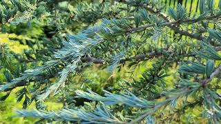 Growing Deodar Cedar in Tennessee [upl. by Ynetsed]