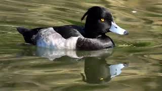 カモ 水鳥  キンクロハジロ 202310～202402  Tufted duck  じゅん菜池緑地・千葉 [upl. by Eatnoid]