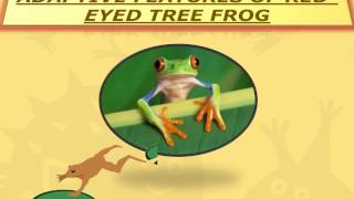 REDEYED TREE FROG [upl. by Doubler]