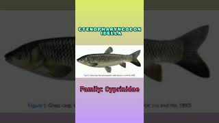 Understanding the Classification of Grass carp and Commentary [upl. by Ahserkal]