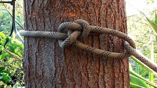 Arborist Knots  How To Tie The Running Bowline Knot [upl. by Nibroc]