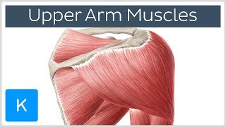 Muscles of the upper arm and shoulder blade  Human Anatomy  Kenhub [upl. by Arimaj888]