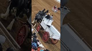 Gorgeous Clydesdale Horses 🤩 Riding Show 🏇 [upl. by Verine901]