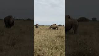 Rhino fight in Nairobi National Park [upl. by Nwahsid258]