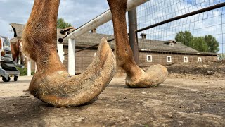 LONG HOOVES on ARABIAN STUD Horse Restoration [upl. by Hahseram977]