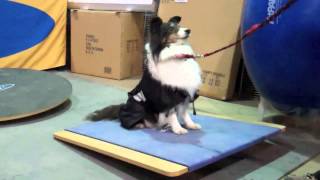 FitPAWS® Equipment for Canine Fitness [upl. by Elocon]