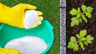 See What Happens When You Add Epsom Salt To Your Plants [upl. by Yleik654]