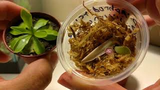 Unboxing pinguicula leaf pullings [upl. by Fredi114]