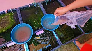 Natural Outdoor Guppy Setup Full Update I Bought Live Daphnia and This is How I Prepare Them [upl. by Annaihs]