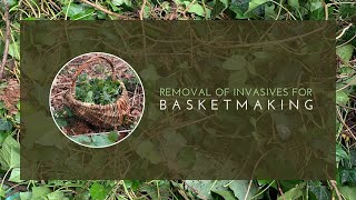 Weaving with Invasives  English Ivy Hedera helix [upl. by Etnovert237]