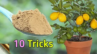 10 TRICKS TO GROW LOTS OF LEMONS  HOW TO GROW LEMON TREE IN POT  CITRUS TREE CARE [upl. by Yenial]