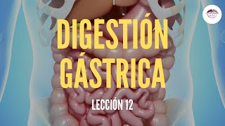 12 LA DIGESTIÓN GÁSTRICA ESTRUCTURA Y FUNCIÓN DEL SISTEMA DIGESTIVO [upl. by Martinelli]