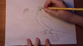 How to draw a Toucan [upl. by Ys]