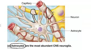 Neuroglial Cells [upl. by Ken]