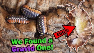 Meet All of Our Isopods [upl. by Flam689]