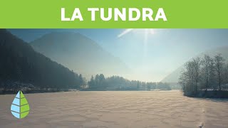 ¿Que es LA TUNDRA  Tipos de TUNDRA Tundra artica tundra alpina y tundra antartica [upl. by Tirrell]