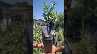 Free Food Growing In Your Yard Yaupon Holly freefood gardening [upl. by Esital]