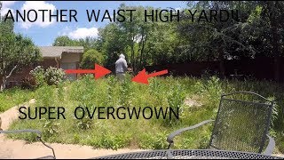 WAIST HIGH YARD  DEWALT HEDGE TRIMMER REVIEW [upl. by Aymahs]