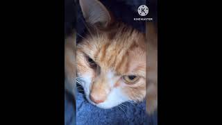 Whisper The Purrito 02 purrfectlyfunny cuteanimal kitten purr cutecat cute purrfectpets [upl. by Thgirw]