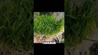 Echinodorus Tenellus Cocok buat karpet noh guys shortvideo aquascapegallery aquascapeaquarium [upl. by Boigie]