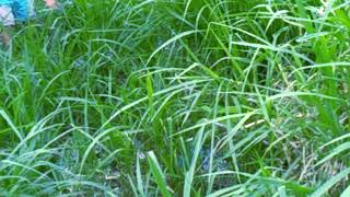 Napier grass Cenchrus purpureus for rabbits [upl. by Naenej78]