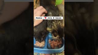 How to socialize feral kittens fosteringsaveslives adopt kitten fosterlove animalrescue [upl. by Nedi]