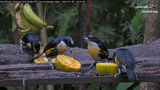 Spotcrowned Barbets Party At The Panama Fruit Feeders – Jan 5 2024 [upl. by Hajin]