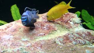 Malawi Cichlids Breeding Close up hd vid of Pseudotropheus saulosi spawning [upl. by Uhn]