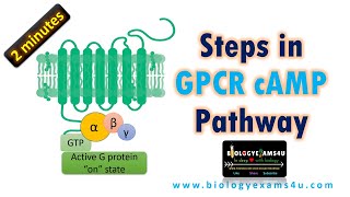 Steps in GPCR cAMP Pathway in 2 Minutes [upl. by Syck]