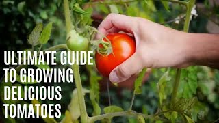 Ultimate Guide to Growing Delicious Tomatoes  Episode 14 [upl. by Ettelliw961]