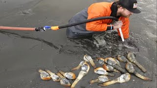 Amazing Giant Geoduck Clams Digging and Processing Skills  Fastest Catch Hundreds Tons of Geoducks [upl. by Beck]