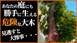 【お庭に潜む危険な1人生えの木 ７選】お庭で発見したら即処分！お庭を荒らす迷惑な庭木を紹介。桑の木シンジュピラカンサシュロモチノキエノキクスノキ [upl. by Nadoj]