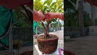 🌲FICUS MICROCARPA BONSAI UNDER TRAINING 🌲bonsai gardening ficus nature NilkantaHalder [upl. by Iaht]