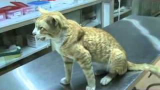 pleural effusion in a cat M2U00504xvidmp4 [upl. by Dulciana]