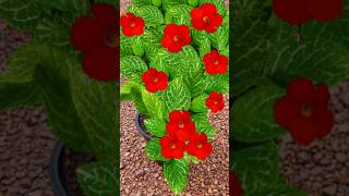 kerala garden ideas shortsfeed trendingshorts nature youtubeshorts flowers [upl. by Ibmab]