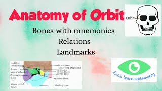 Anatomy of orbit  Orbital bones [upl. by Nylram]