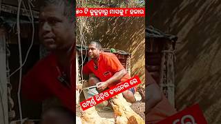 desi layer poultry farming in odisha  desi kukuda chasa odia shorts ytshorts desikukuda [upl. by Rock347]