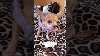 haha loveyou chihuahuadogbreed chihuahuapuppy puppy loveyourpets dogbreeds crochet [upl. by Link]