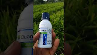 SYNGENTA QUANTIS TONIC  सिजेंटा क्वान्टिस टॉनिक syngenta quantis shortsvideo shorts short [upl. by Previdi784]