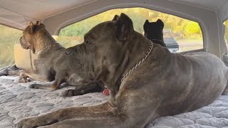 Cane Corso Pack Protects Woman on First Camping Trip Alone [upl. by Betti695]