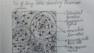 Histology of Compact Bone [upl. by Wolf]