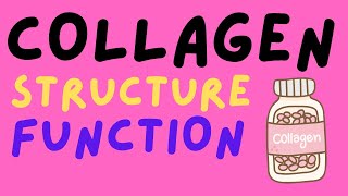 Collagen  Structure and Function [upl. by Sherilyn]