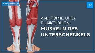 Unterschenkelmuskeln Anatomie und Funktion einfach erklärt  Kenhub [upl. by Eelyme]