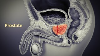 Prostate Prof Dr Md Ashfaqur Rahman [upl. by Whorton]